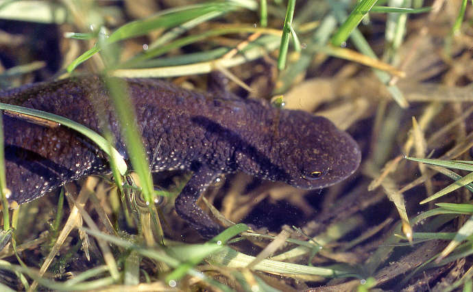 Der Kammmolch zieht um