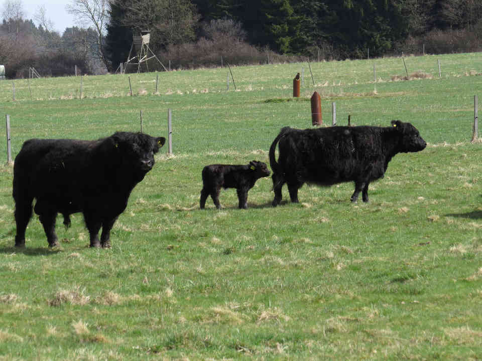 Am Weiselberg wurde im selben Jahr eine Weide auf 15 Hektar mit 9 Galloway Rindern und einem Bullen installiert. Hier: Bulle und Rind mit Kalb