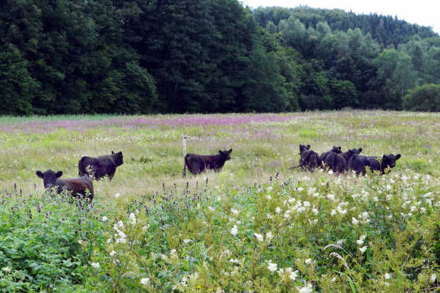 2012 ist in der Hölzbachaue bei Rappweiler eine weitere Weide mit 10 Hektar und 9 Galloway Rindern sowie einem Bullen dazugekommen.