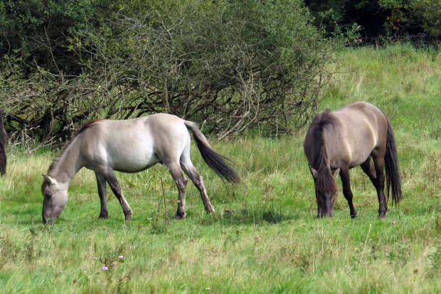 Seit 2014 unterstützen zwei Konik-Pferde die Galloway-Herde in Rappweiler als weitere tierische Landschaftspfleger.