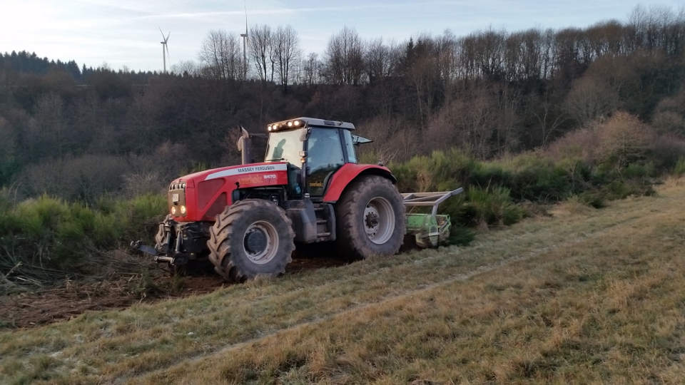 Besenginsterflure auf der Maßnahmenfläche. Diese werden im Vorfeld der Pflanzmaßnahmen freigestellt.