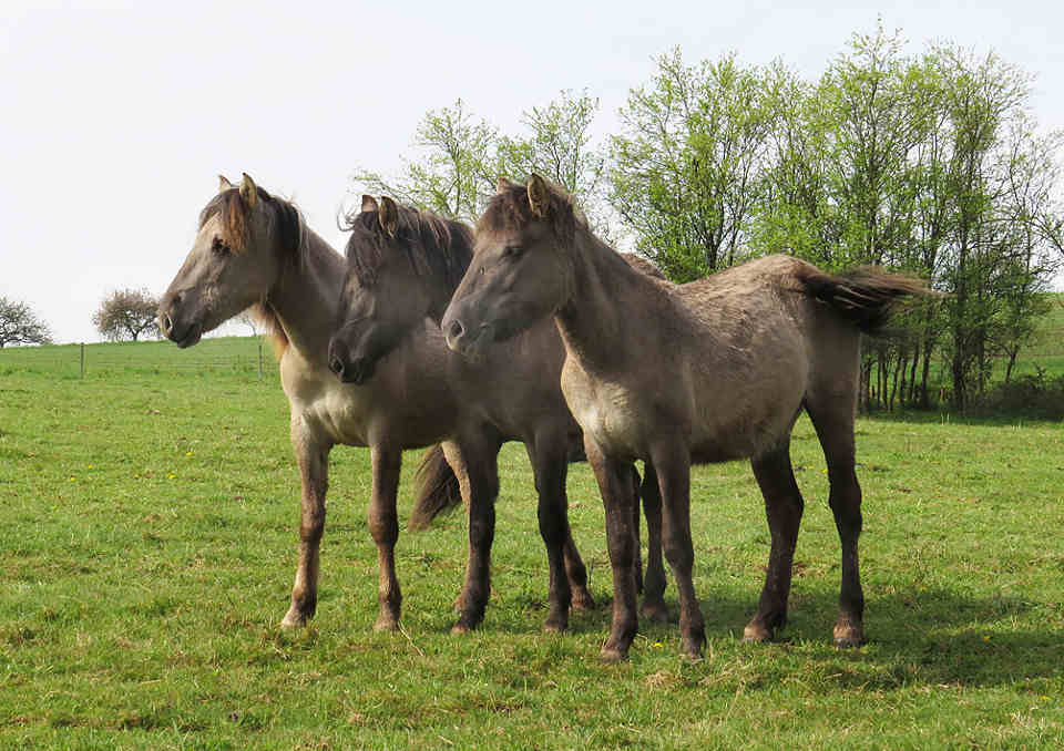 Konik-Pferde