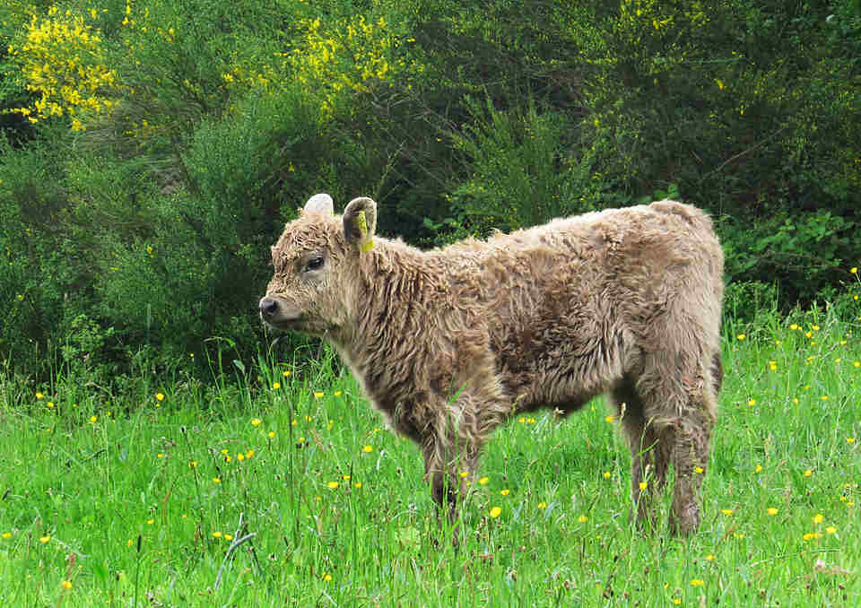 Galloway Kalb, Farbschlag dun