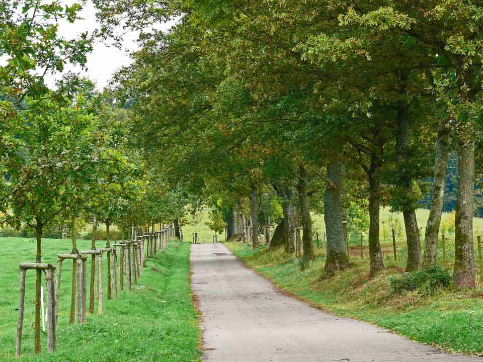 Allee nach Selbach