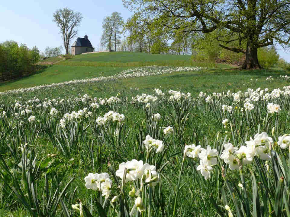 Narzissenwiese, im Hintergrund die Gutskapelle