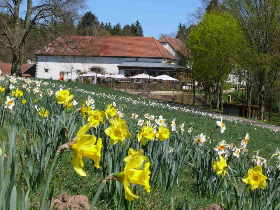 Narzissenwiese mit Blick auf den Biergarten