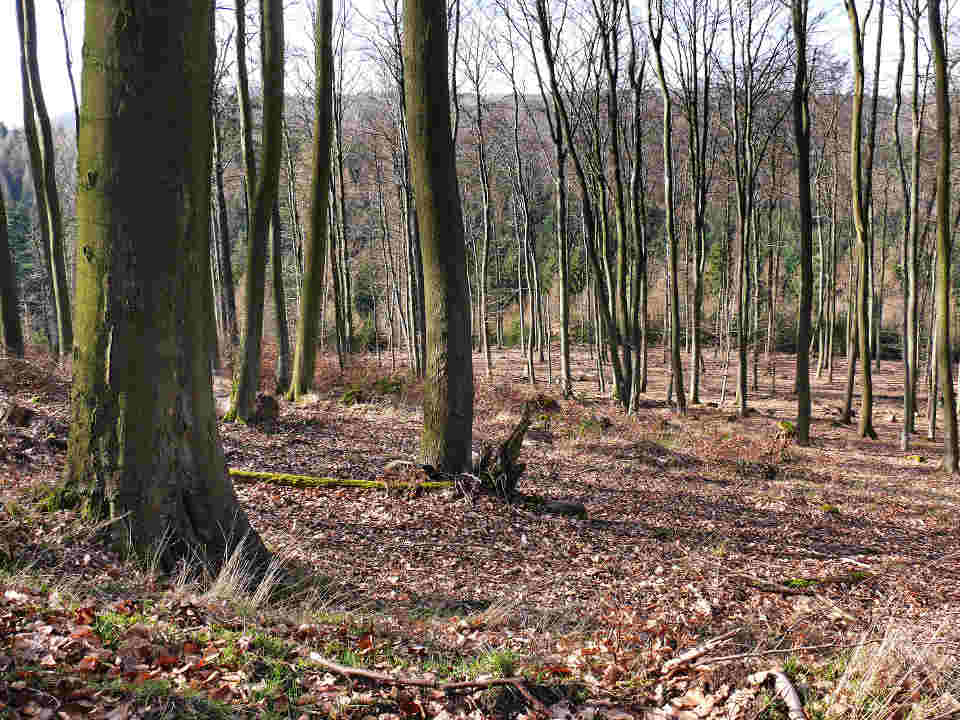 Entwicklungsziel: standortangepasster Hainsimsen-Buchenwald